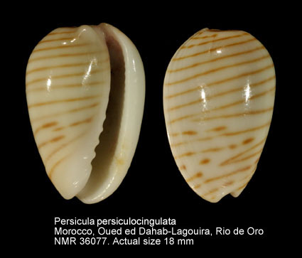Persicula persicula (f) persiculocingulata.jpg - Persicula persiculocingulata(Tournier,1997)